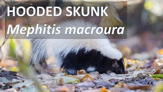 HOODED SKUNK Mephitis macroura at Maramec Spring Park St James Missouri along Route 66 [upl. by Anialam]