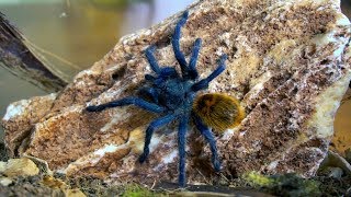 Nowe terra dla Chromatopelma cyaneopubescens  info gatunkowe [upl. by Pickford]