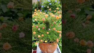 Portulaca plant new ideas garden portulaca nature gardendesign gardenideas [upl. by Pamela]