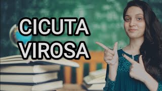 CICUTA VIROSA HOMOEOPATHIC MEDICINEEXPLAINED WITH ALLEN KEYNOTES DRDEEKSHA [upl. by Audri]