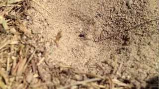 Antlion hunting  mrówkolew na polowaniu Slow motion [upl. by Rafaelof]