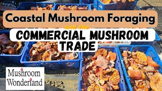 Coastal Fungi Foraging and the Commercial Mushroom Trade [upl. by Aneer]