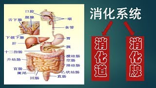 第21期 看病英语词汇  English for seeing a doctor 医学英语 身体部位名称中英对照 消化器官 二 Medical terminology 13 HME [upl. by Amekahs]