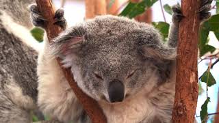 Koalas Surprising Facts You Didn’t Know About Australia’s Sleepy Icons 🐨 Lifestyle Diet Survival [upl. by Darline]