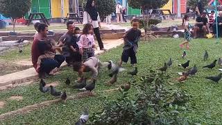 Si Kecil Lagi lagi Mengejar Burung merpati Di Taman bukit Pelangi [upl. by Nyra]