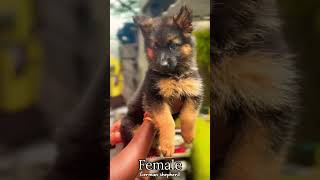 Garman Shepherd Puppys Working linegarmanshepherdgarmanshepardshepherdworlddogsofinstagramdog [upl. by Andros]