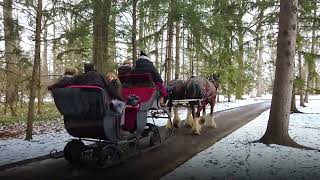 South Creek Clydesdales Holiday Sleigh Rides [upl. by Jarad]