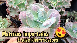 Minhas MATRIZES de Suculentas IMPORTADAS e suas IDENTIFICAÇÕES ❤️🥹  Lê e Paty Suculentas [upl. by Gage656]