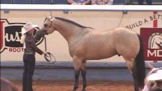 Not Kiddin Me AQHA Stallion [upl. by Leboff]