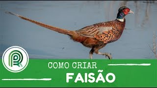 Saiba como criar faisões [upl. by Helsell]