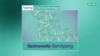 Salmonella Serotyping Training in the Lab with Magali [upl. by Anastatius]