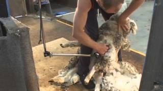 How to Shear  Shearing Merino sheep Fine Wool [upl. by Zapot]