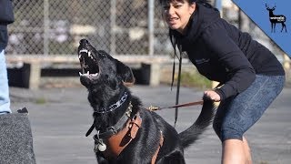 What Makes a Dog Aggressive [upl. by Charlena]