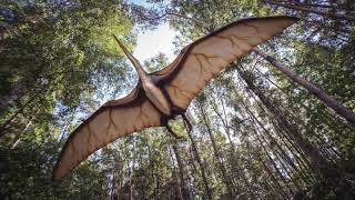 pterodactyl mating call sound effect  song to attract pterodactyls [upl. by Elrebma]