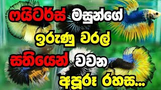 ෆයිටර්ස් මසුන්ගේ ඉරුණු වරල් සතියෙන් වවමු  betta fish sinhala [upl. by Waldron]