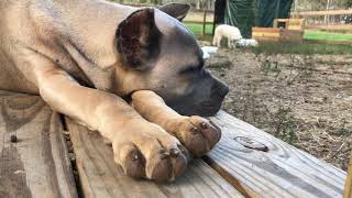 Formentino Cane Corso cat nap [upl. by Aylmer946]