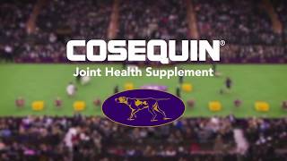 Joint Health for All Dogs  COSEQUIN® Joint Health Supplements [upl. by Porty966]