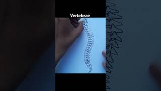 human vertebrae  types of vertebrae  Science diagrams [upl. by Rosanna]