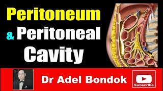 Peritoneum Peritoneal Cavity Lesser Sac Greater Sac and Peritoneal Recesses Dr Adel Bondok [upl. by Niras277]