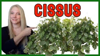 Planta CISSUS cuidados │Cómo cuidar la planta SISSUS VeronicaCampaniniPlantas​ [upl. by Garibald]