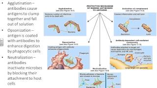 Dr Parkers Microbiology Chapter 17  adaptive immunity [upl. by Augy497]