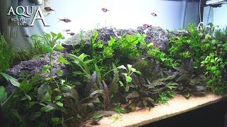 Aquascaping Lab  Tutorial Natural planted Aquarium quotAfrican Wallquot size 80x 35x45h 120L [upl. by Olsewski]