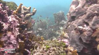 SNORKEL Bucco Reef  Tobago [upl. by Naujud524]