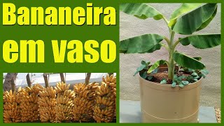 COMO PLANTAR BANANEIRA EM VASO Saiba como ter resultados incríveis [upl. by Rollo813]