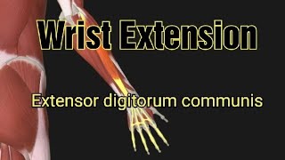 Wrist Extension4 Extensor digitorum communis muscle [upl. by Delmor160]