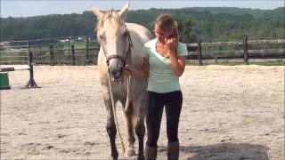 How to Halter a Horse [upl. by Idoj]