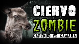 Ciervo zombie captado en cámara en la vida real [upl. by Lodge]