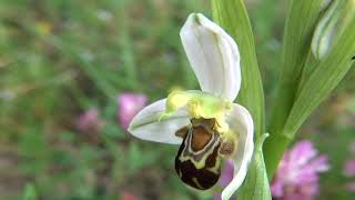 Ophrys Apifera Orchid [upl. by Dane940]