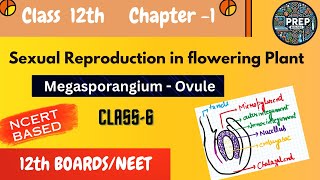 Class 12th Biology  Ch  1  Lec  6  Megasporangium  Structure of Ovule EN [upl. by Harcourt790]