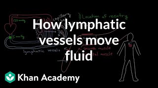 How lymphatic vessels move fluid  Lymphatic system physiology  NCLEXRN  Khan Academy [upl. by Krug]