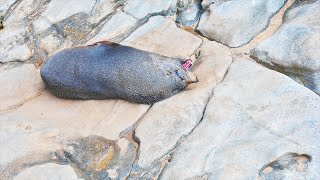 Sea Lion Attacks hiker RAW FOOTAGE [upl. by Ellemrac]