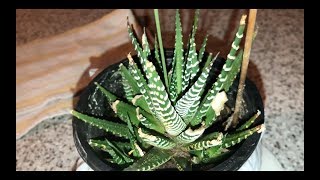 Growing amp Flowering Zebra Haworthia Zebra Plant [upl. by Rothberg877]