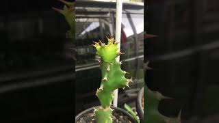 Euphorbia Tortilis grew new thorns euphorbia cactus dessertplants [upl. by Hgielrebmik332]