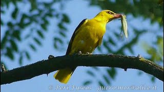 Rigogolo  Golden oriole Oriolus oriolus [upl. by Erdnua90]