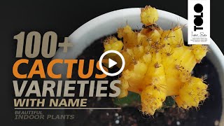 100 Types of Cactus with Names  Beautiful Indoor Cactus amp Succulents [upl. by Ardnassak]