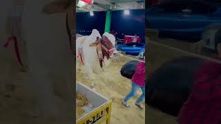 Badoo Badiii🔥  Trending Song🔥 cow cowvideos qurbani2k24 eidmubarak bakraeid bakraeidspecial [upl. by Ynaffet]