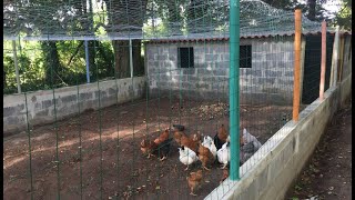 Como Hacer un Gallinero Para Gallinas Ponedoras de 15x6 Metros en 30 Días [upl. by Sibella]