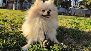 Bruno the Pomeranians Pumpkin Adventure An Unforgettable Autumn Playdate [upl. by Ruggiero]