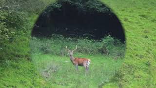 Jeune cerf élaphe en pays dAspet dans le Comminges 12092024 [upl. by Adnaram155]