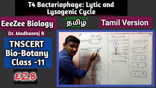 Lytic and Lysogenic Cycle  T4 Bacteriophage  Tamil Version [upl. by Sigvard672]