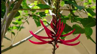 Erythrina are in bloom  Species Detail [upl. by Eedyak919]