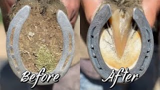 Farrier ASMR  Hoof Restoration  Satisfying [upl. by Ahsinna]