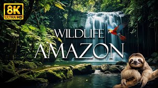 Wildlife Amazon Animals And Birds of Amazon  Beautiful Wildlife Video In Ultra HD [upl. by Asaret163]