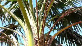 Kentia Palm  Howea forsteriana  Thatch Palmier HD 01 [upl. by Neyuh]