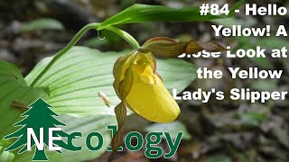 NEcology 84  Hello Yellow A Close Look at the Yellow Ladys Slipper [upl. by Jena]