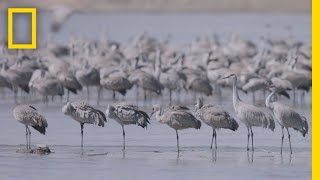 Thousands of Cranes Take Flight in One of Earths Last Great Migrations  National Geographic [upl. by Karita954]